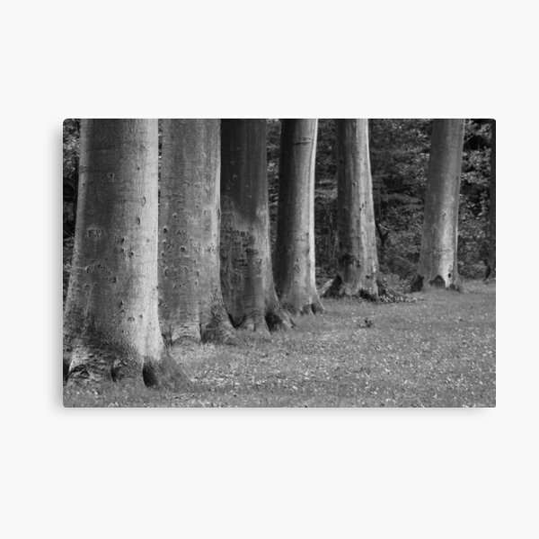 Trees in a Row (<15 min.) Canvas Print