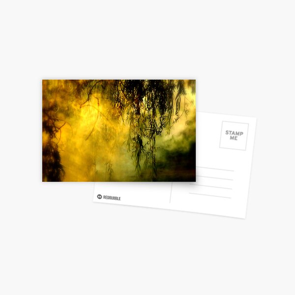 Misty Willow Postcard