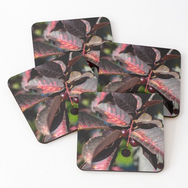 Item preview, Fall plant life cycle designed and sold by CanadianWild418.