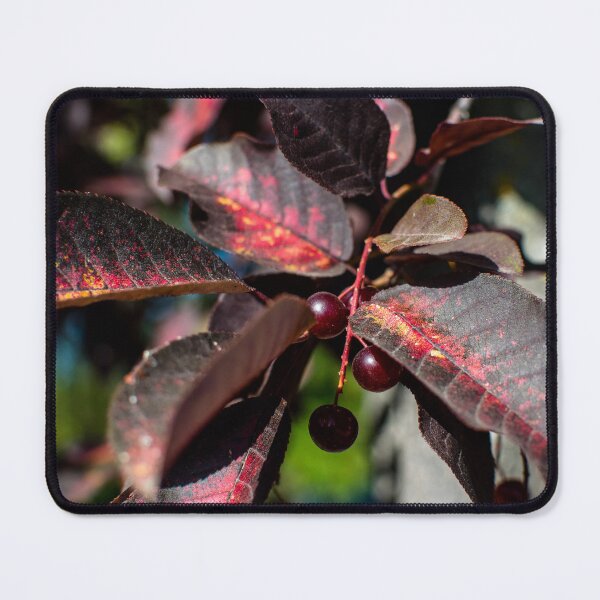 Item preview, Fall plant life cycle designed and sold by CanadianWild418.
