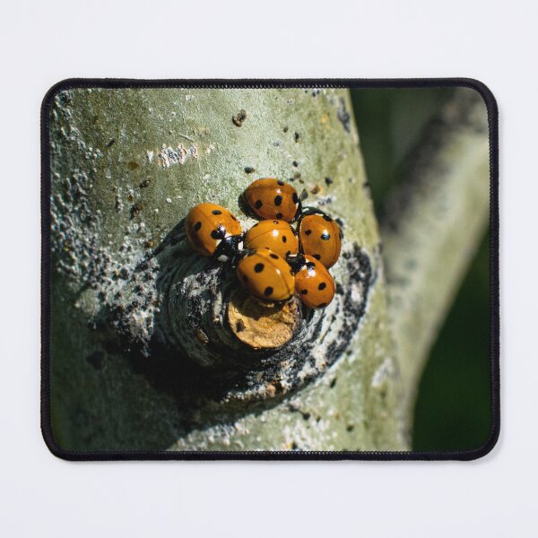 Item preview, Lady bugs clustering designed and sold by CanadianWild418.