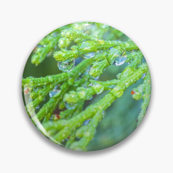Item preview, Raindrops on Cedar  designed and sold by jvnimages.