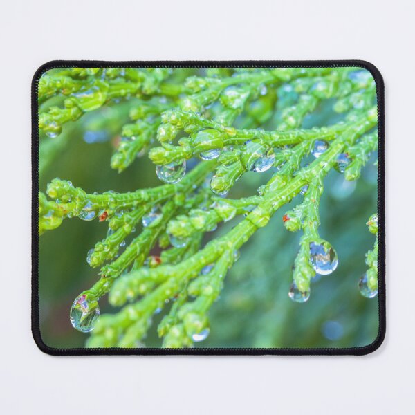 Item preview, Raindrops on Cedar  designed and sold by jvnimages.