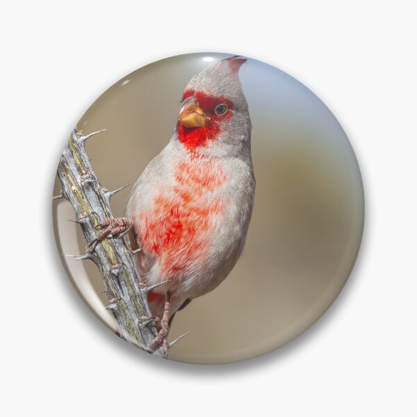 Item preview, Pyrrhuloxia Bird on Thorny Branch designed and sold by jvnimages.