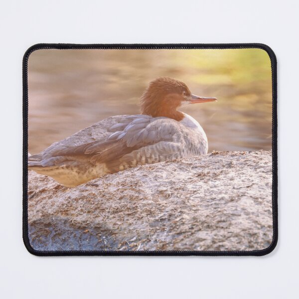 Item preview, Merganser Resting on the Rock designed and sold by jvnimages.