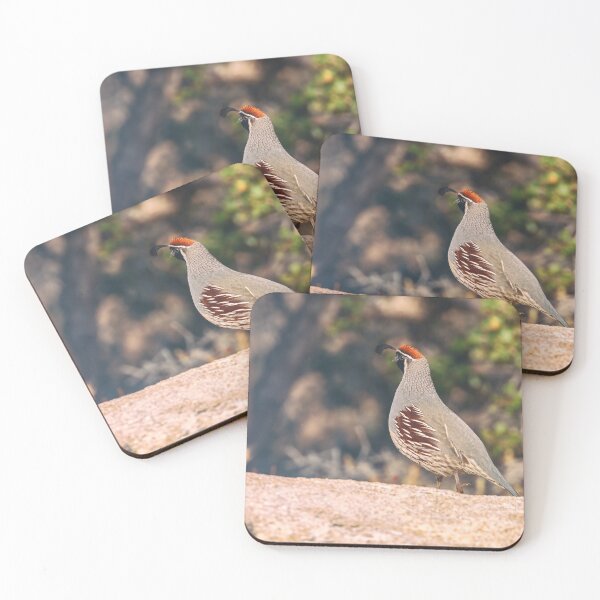 Item preview, Gambel's Quail Portrait designed and sold by jvnimages.