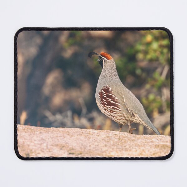 Item preview, Gambel's Quail Portrait designed and sold by jvnimages.