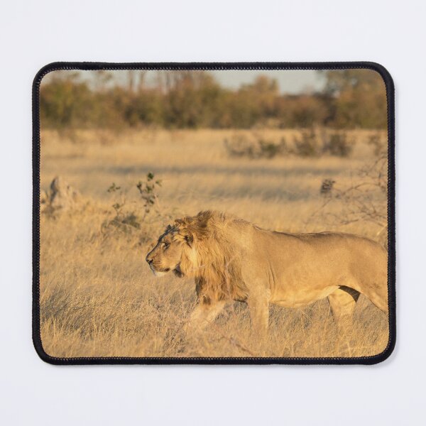 Item preview, Young Sekoti — The Marsh Pride Prince of Savuti designed and sold by DavideAntoniani.