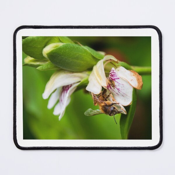 Item preview, Bee collecting pollen designed and sold by Dan Parish Photography.