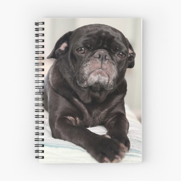 Item preview, Black Pug designed and sold by Iexplorethe universe.