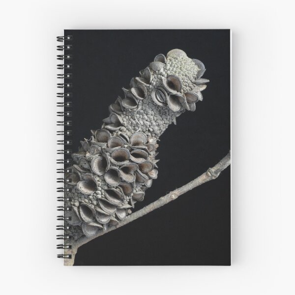 Item preview, Pod de semilla Banksia designed and sold by The Saltwater Woman.