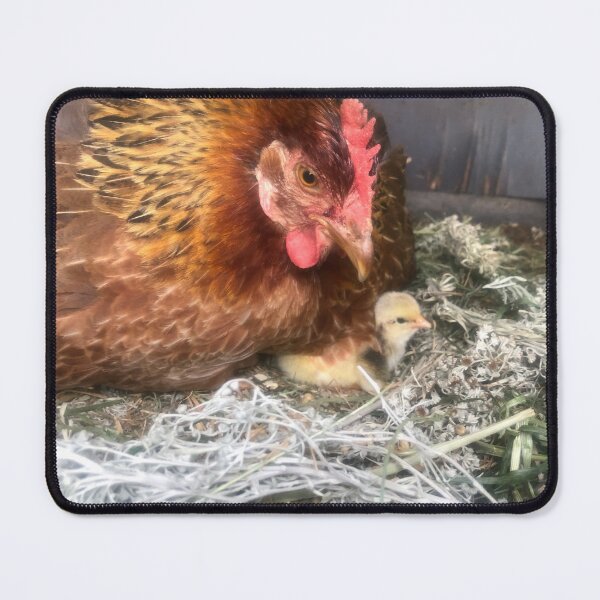 Item preview, Tiny chick and hen designed and sold by Clare Colins.