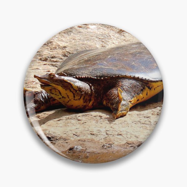 Item preview, Soft shell turtle  designed and sold by Parks and X.