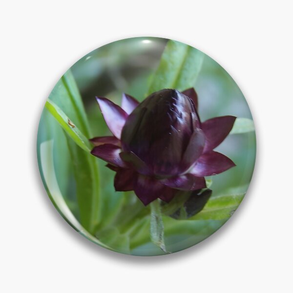 Item preview, Purple Strawflower Bud designed and sold by DianeBP.