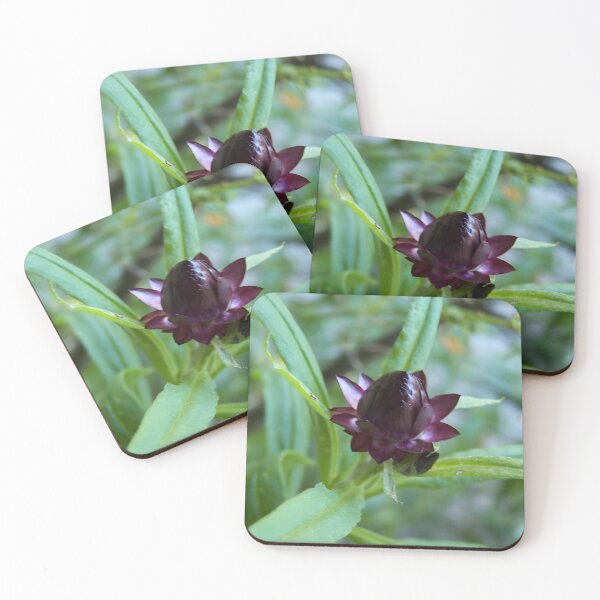 Item preview, Purple Strawflower Bud designed and sold by DianeBP.