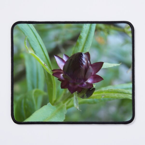 Item preview, Purple Strawflower Bud designed and sold by DianeBP.