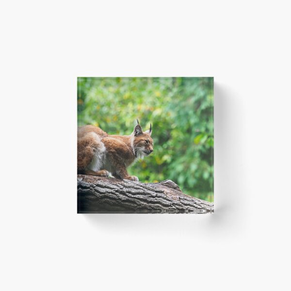 Item preview, Iberian Lynx designed and sold by MendipBlue.