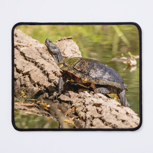 Item preview, Painted turtle sunning on a log designed and sold by KRFNatureGifts.