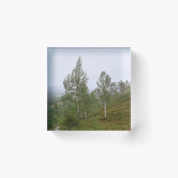 Item preview, Birches on the side. Konttainen 2025 designed and sold by Jouko Lehto Photography.