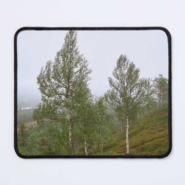 Item preview, Birches on the side. Konttainen 2025 designed and sold by Jouko Lehto Photography.