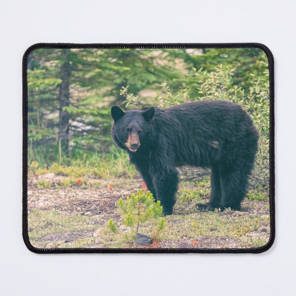 Item preview, Black Bear in Forest designed and sold by jvnimages.