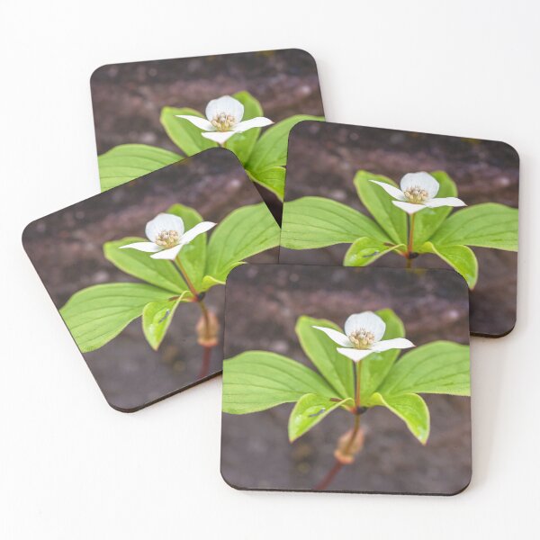 Item preview, Bunchberry Flower designed and sold by jvnimages.