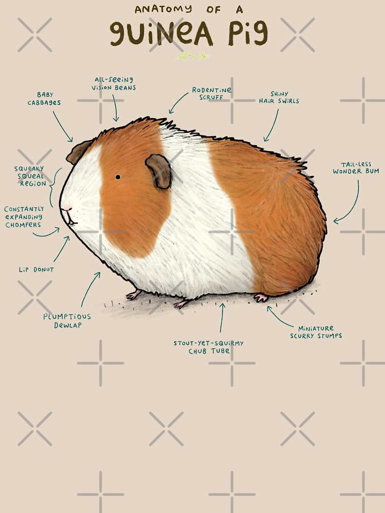 Anatomy of a Guinea Pig by SophieCorrigan