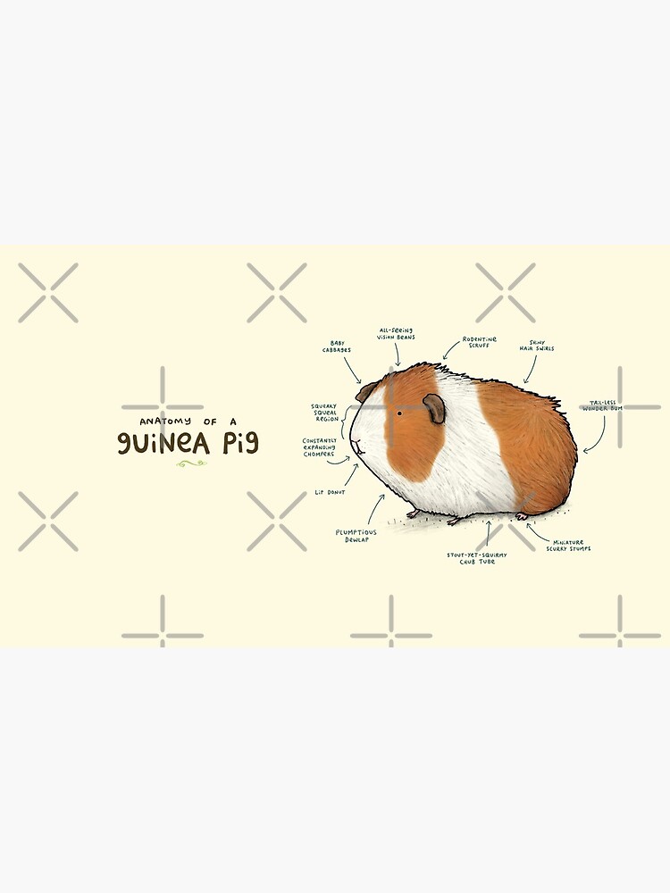 Anatomy of a Guinea Pig by SophieCorrigan