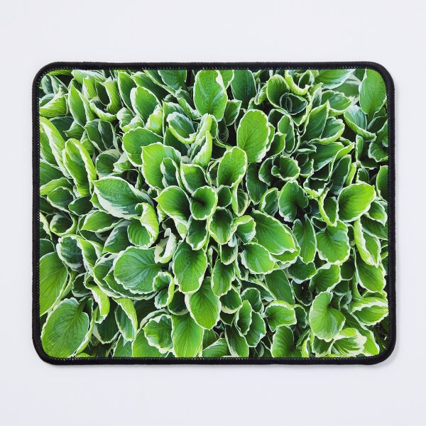 Artikelvorschau, Hosta Plantaginea – Grüne Blätter mit weißen Rändern entworfen und verkauft von Art-Arcade6.
