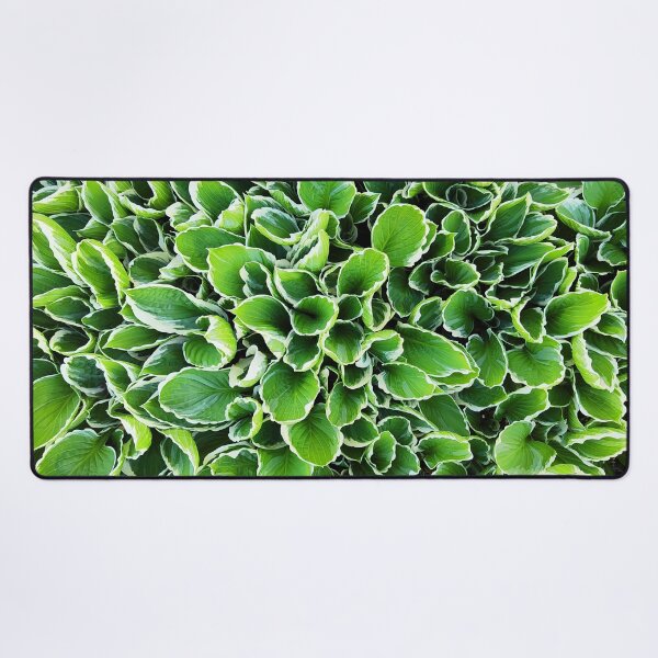 Artikelvorschau, Hosta Plantaginea – Grüne Blätter mit weißen Rändern entworfen und verkauft von Art-Arcade6.