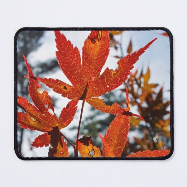 Item preview, Sunlit Autumn Leaves designed and sold by Tim Dusenberry.