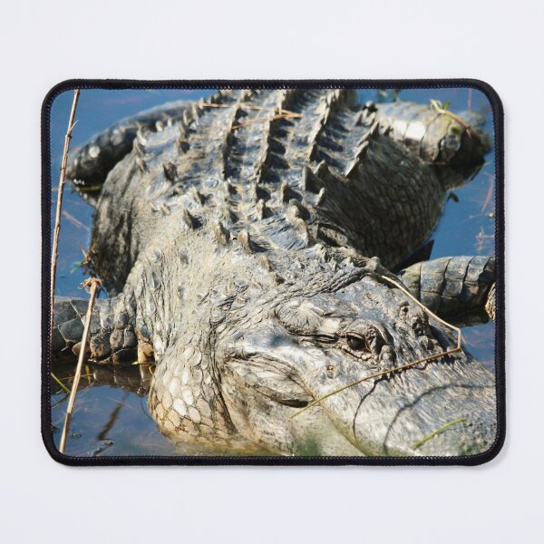 Item preview, Alligator Resting in Swamp designed and sold by Cynthia48.