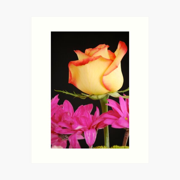 Yellow Rose with Pink Flowers Art Print