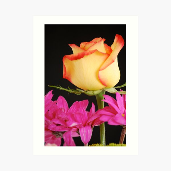 Yellow Rose with Pink Flowers Art Print