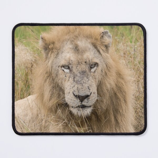 Item preview, White Lion of Kruger — Casper, Scars of a King, South Africa designed and sold by DavideAntoniani.