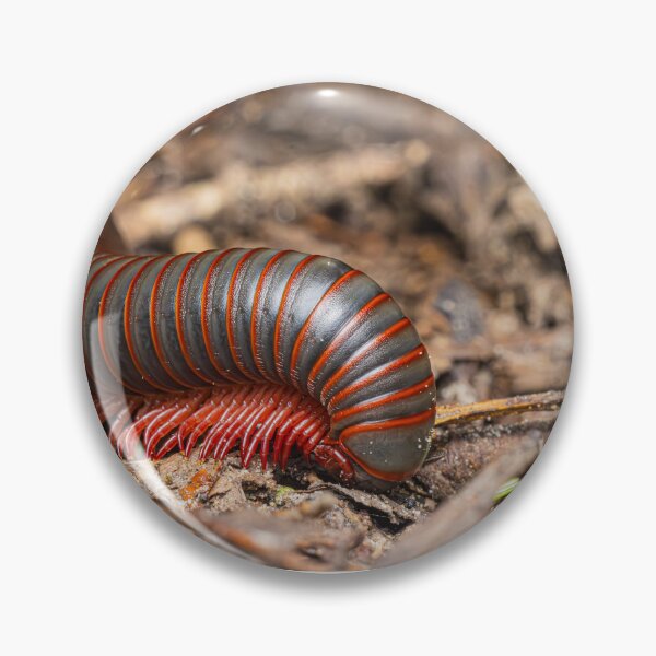 Item preview, American Giant Millipede   designed and sold by Fultz-Brothers.