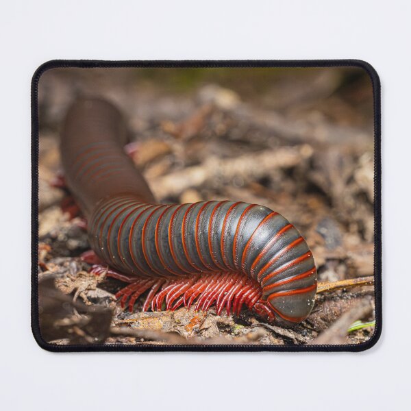 Item preview, American Giant Millipede designed and sold by Fultz-Brothers.