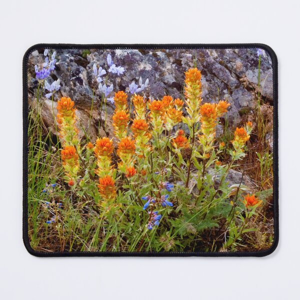 Item preview, Paintbrush Flowers on Paradise Ridge, Moscow, Idaho designed and sold by Alison Meyer Photography.