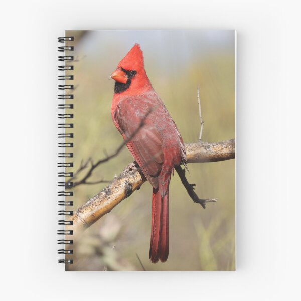 Item preview, Male Cardinal perching on a branch designed and sold by WolfRaven Creations.