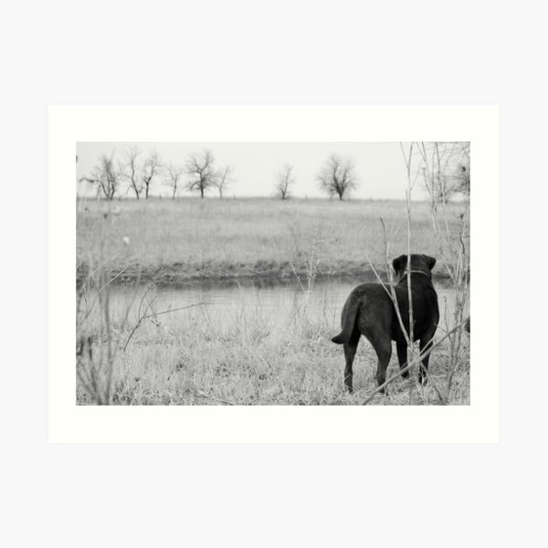 Labrador by Pond Art Print
