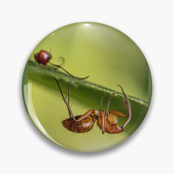 Item preview, Decapitated Ant designed and sold by Fultz-Brothers.