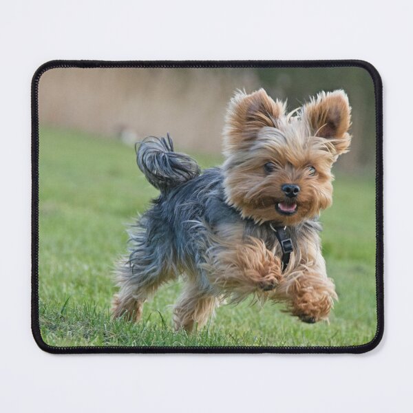 Item preview, Yorkshire Terrier Playing Frisbee designed and sold by VanGaldo.