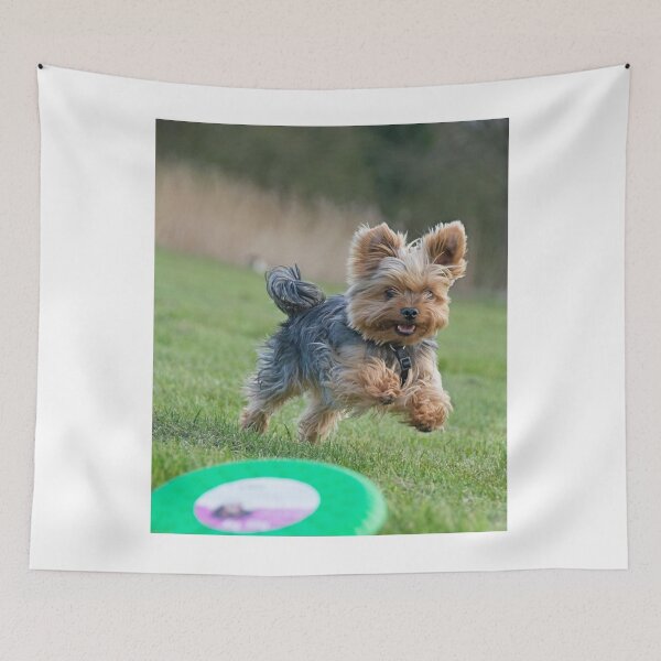 Item preview, Yorkshire Terrier Playing Frisbee designed and sold by VanGaldo.