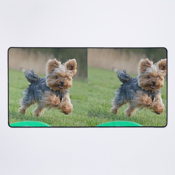 Item preview, Yorkshire Terrier Playing Frisbee designed and sold by VanGaldo.