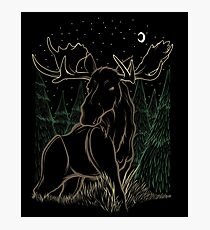 Canadian Bull Moose Photographic Print