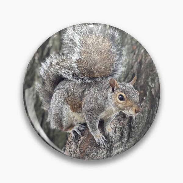 Item preview, Beautiful Squirrel Close-Up – Outdoor Wildlife Photo designed and sold by PresMatPlays.