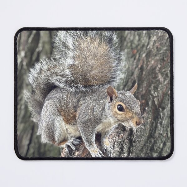 Item preview, Beautiful Squirrel Close-Up – Outdoor Wildlife Photo designed and sold by PresMatPlays.