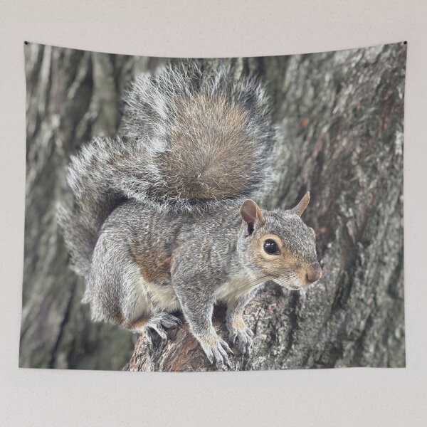 Item preview, Beautiful Squirrel Close-Up – Outdoor Wildlife Photo designed and sold by PresMatPlays.