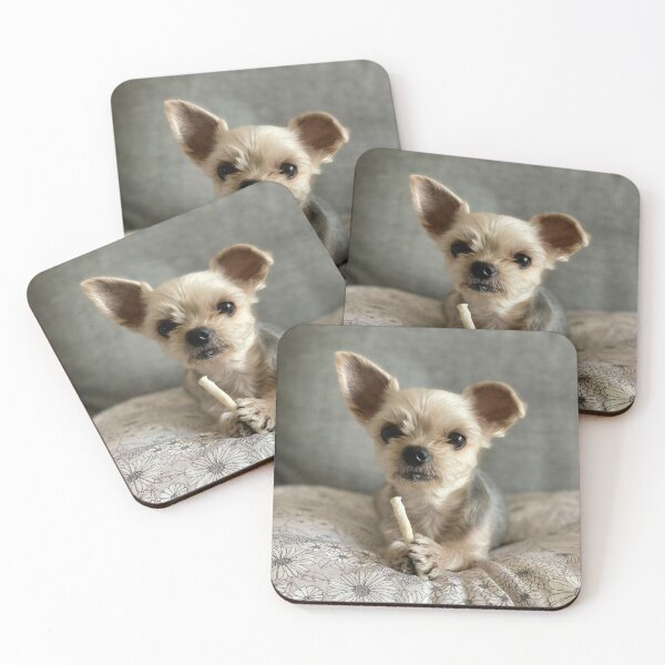 Item preview, Yorkshire Terrier Dog Lying on Couch Eating designed and sold by VanGaldo.