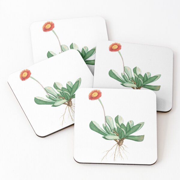 Item preview, Mesembryanthemum Caninum Succulent Plant designed and sold by AngyDesigns49.